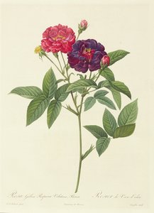 Rosa Gallica Purpurea Velutina, Parva door Pierre Joseph Redouté